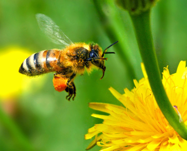 Le miel bio : est-ce vraiment écolo ? Nos apiculteurs répondent -  HAPPYCULTEUR